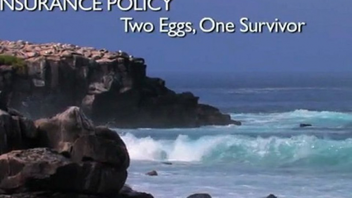 Insurance Policy  Two Eggs, One Survivor - Richard Dawkins