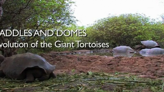 Saddles and Domes  Evolution of the Giant Tortoises - Richard Dawkins