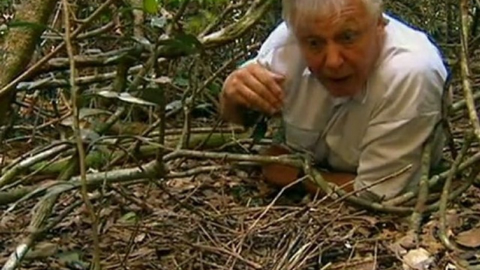 Bowerbirds The Art Of Seduction by David Attenborough