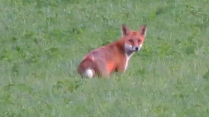 Un renard de sortie dans le Jura côté Suisse