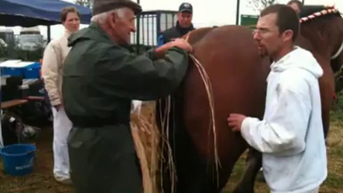 Dimanche, la journée du cheval de trait ardennais à Libramont