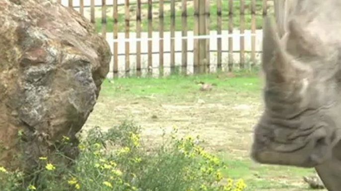 Un rhinocéros blanc né en Rhône-Alpes, au Safari de Peaugres