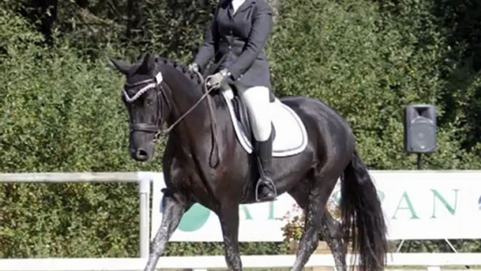 Un amour de Noé finale dressage 4ans poneys - reprise préliminaire