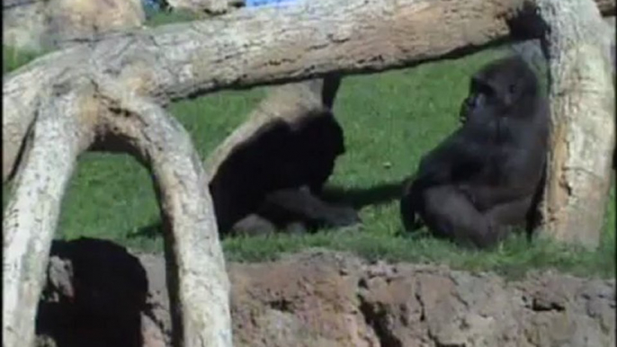 Bebé gorila: primeros rayos de sol en Bioparc Valencia