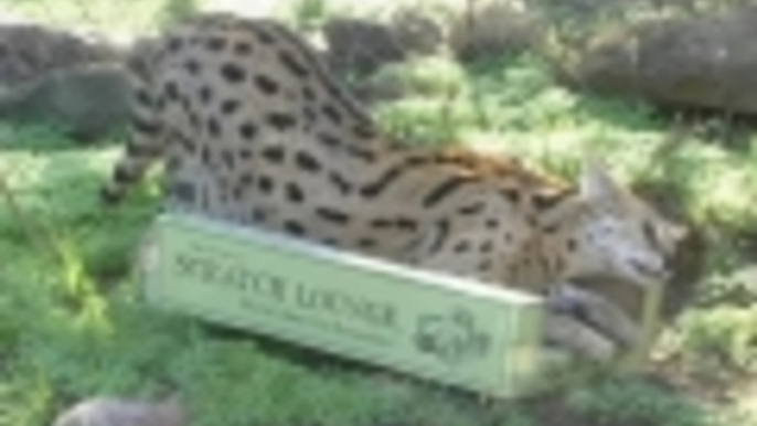 Mountain Lion on a Cat Scratcher - Scratch Lounge