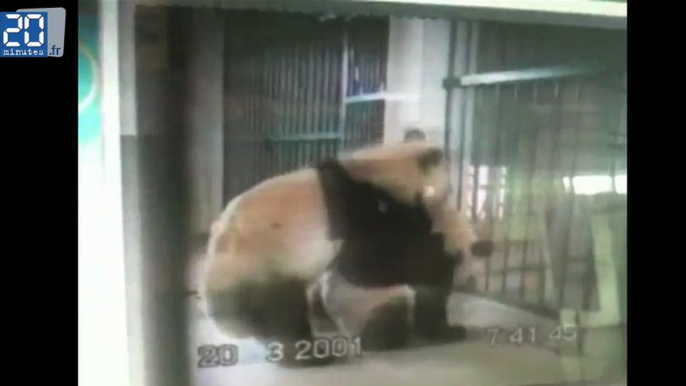 Du Panda porn pour les pandas de Chengdu