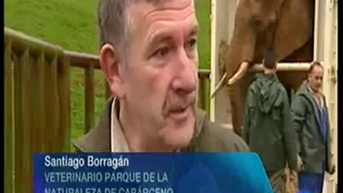 TVE: "Llega a Bioparc Valencia un nuevo elefante"