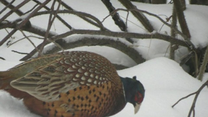 Un faisan dans la neige