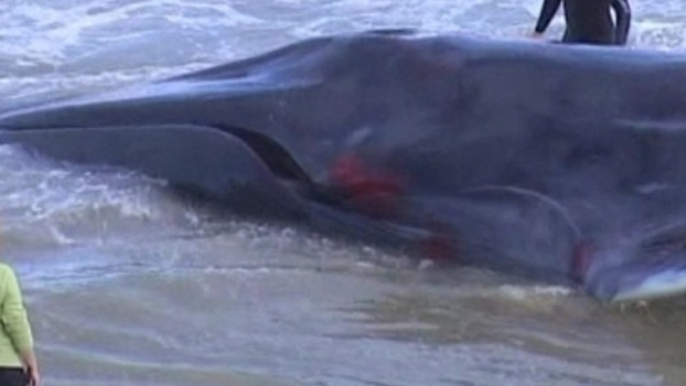 Beached whale dies in Spain