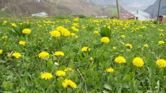 TRABZON AKCAABAT CEVİZLİK..KÖYÜ GÜNGÖR .YILDIZ.SAİT UCAR AH HAMSİ  KÖY