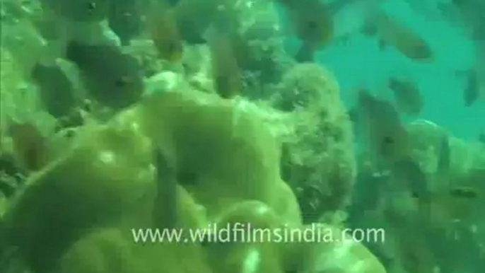 Under water_tape_3a_00-56-46-15.flv