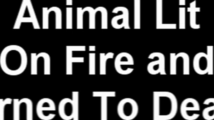 Puppy Lit On Fire And Burned To Death.