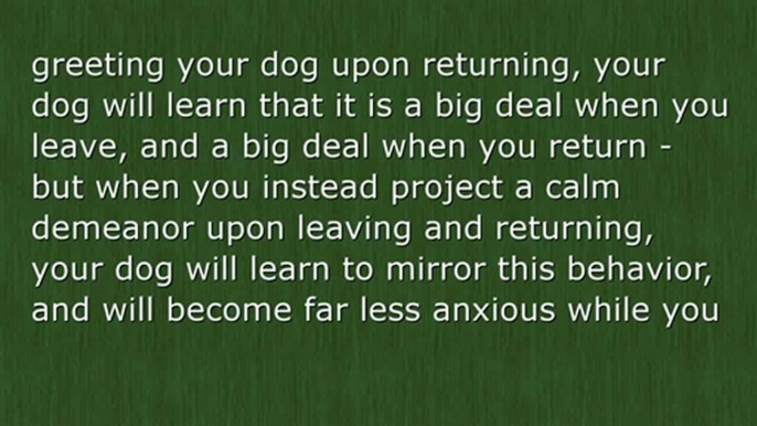 Curing Separation Anxiety In Your Dog