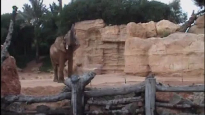 Pambo, el impresionante semental de elefante africano, en la Sabana de Bioparc