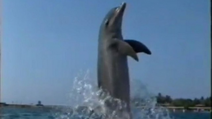 Delfines: Creatividad animal