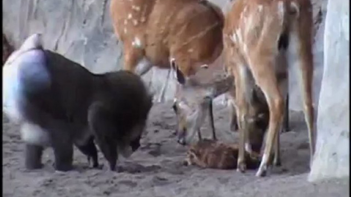 Nacimiento de una sitatunga a la vista de los visitantes