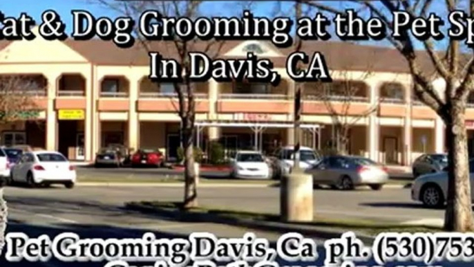 Dog Grooming-Grooming for Pets-Grooming for Cats Davis CA