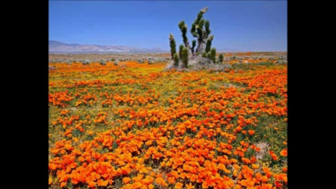 MoJave Anthem by The Electric Trunk and Mariachis Gringos