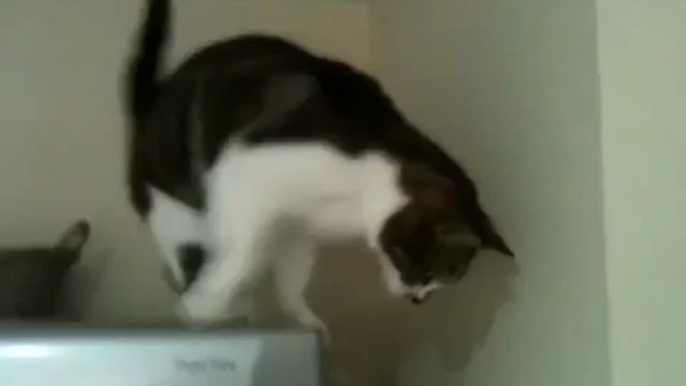 Cat walking down fridge (original)