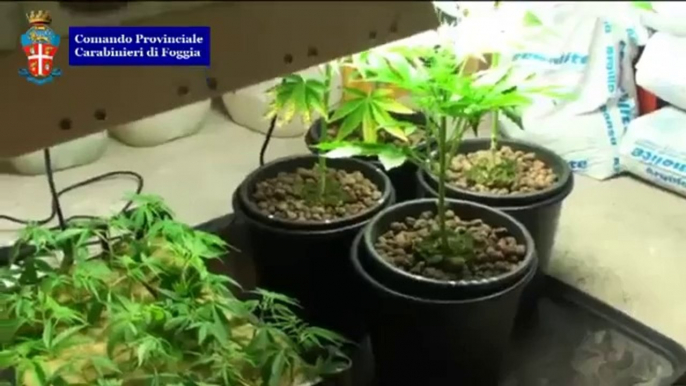 San Giovanni Rotondo (FG) - Coltivava marijuana in un casa, arrestato (04.03.13)