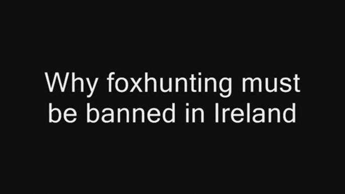 Why foxhunting must be banned in Ireland