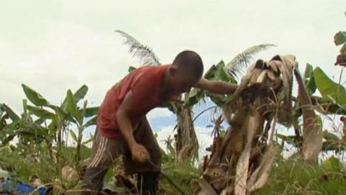 Philippines banana industry damaged by typhoon