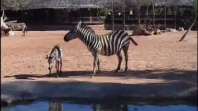 Cría de cebra en la sabana africana de Bioparc Valencia (2013)