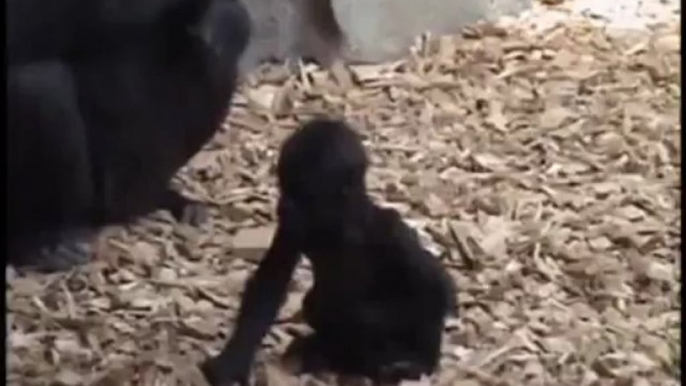 Baby gorilla takes first steps