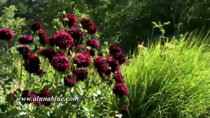 Nature Stock Footage - Video Backgrounds - Blooms 0307 - Stock Video