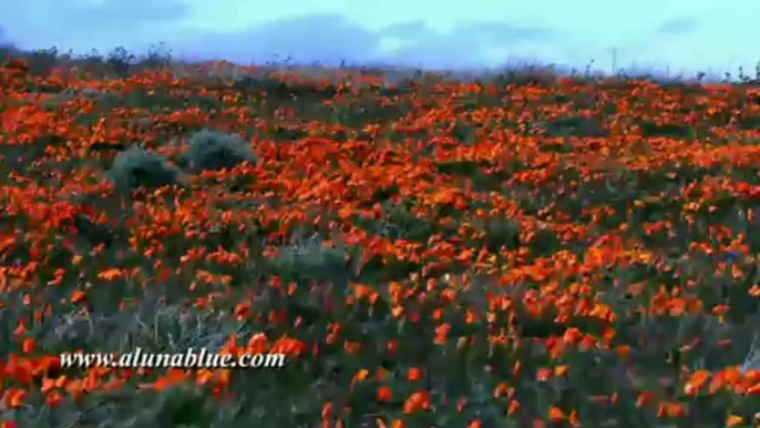 Stock Video - Desert Blooms 01 clip 01 - Stock Footage - Video Backgrounds