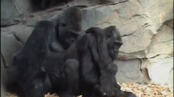 Ebo, the first gorilla born in Bioparc Valencia meets 6 months