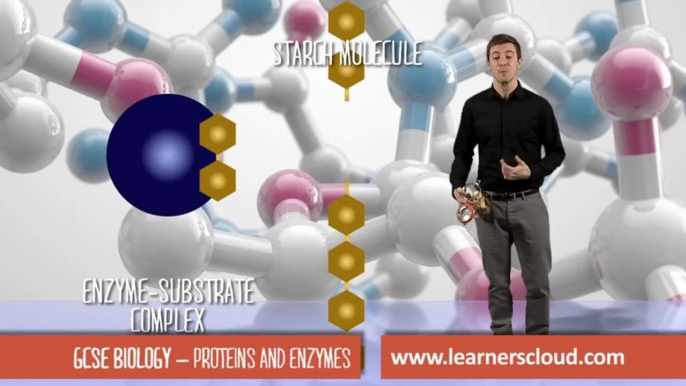 Proteins and Enzymes: GCSE Biology