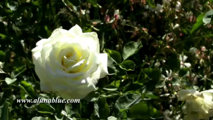 Stock Video - Stock Footage - Video Backgrounds - Blooms 0503