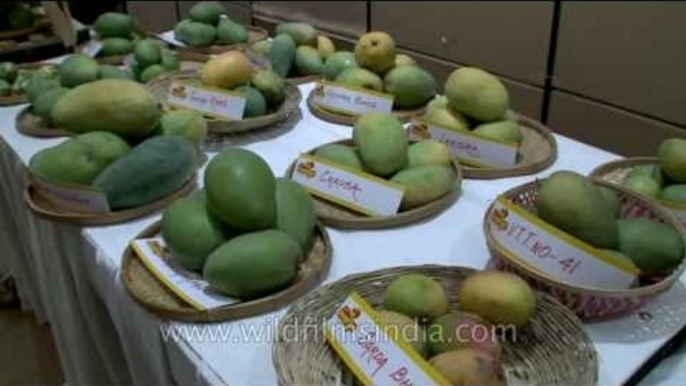 More than 400 varieties of Mangoes at Mango Festival