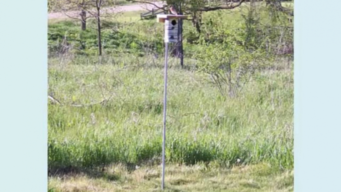 Choosing A Quality Bluebird House