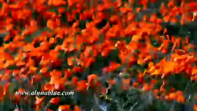 Stock Video - Desert Blooms 0103 - Stock Footage - Video Backgrounds