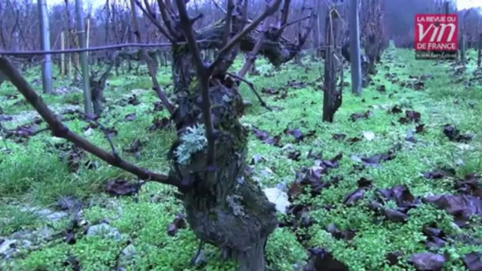 Les meilleurs vins rouges de Loire : Présentation de "Belle Dame" 2010 (Domaine Vacheron)