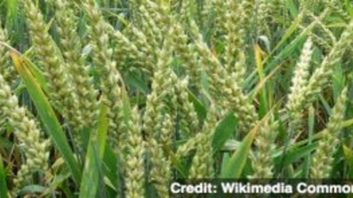 Rogue Monsanto Wheat Re-ignites Fight Over GMO Crops