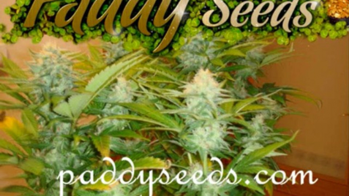 Jamaican dream Eva cannabis seeds