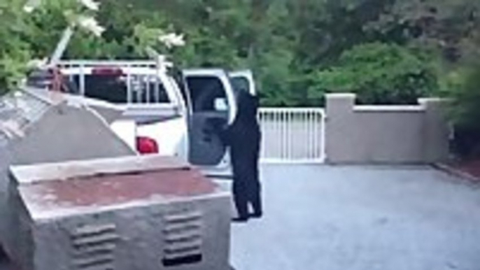 Clever Bear Opens Truck Door