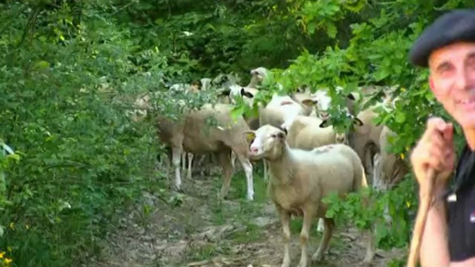 Transhumance 2013