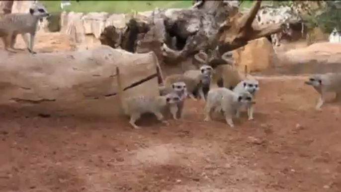 Suricatas recién nacidas (Bioparc Valencia - verano 2013)