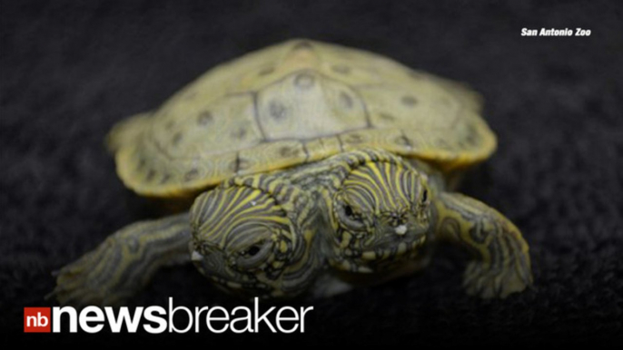 2 HEADS, 1 SHELL: Two Headed Cooter Turtle ‘Thelma and Louise" Born at TX Zoo