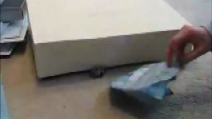 Cat crawls under box