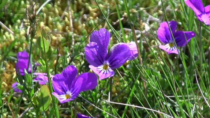 Les Hautes Chaumes du Forez  [ 1 ] Printemps