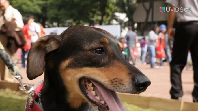 Maite Perroni es una consentidora con sus mascotas