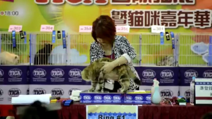 Pampered pets strut stuff at Taiwan pet show