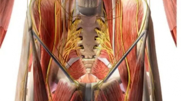 Essentials Of Human Anatomy And Physiology The Muscular System - Anatomy Study Course.