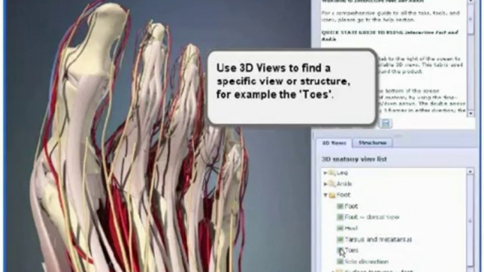 Interactive Foot and Ankle Human Anatomy in 3D - New 2009!