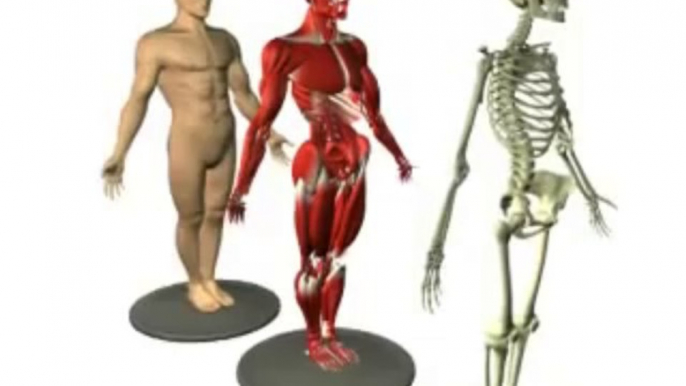 3D Human Anatomy